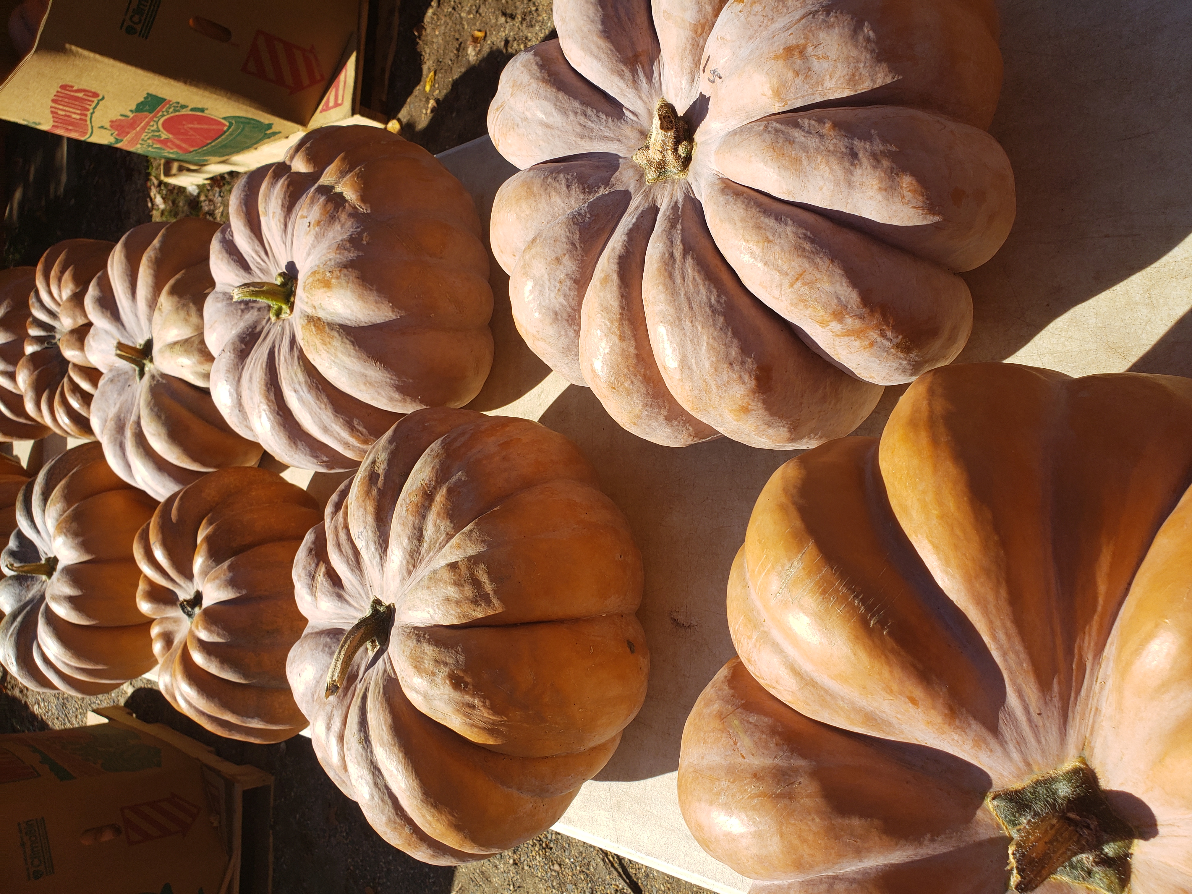 Pumpkins