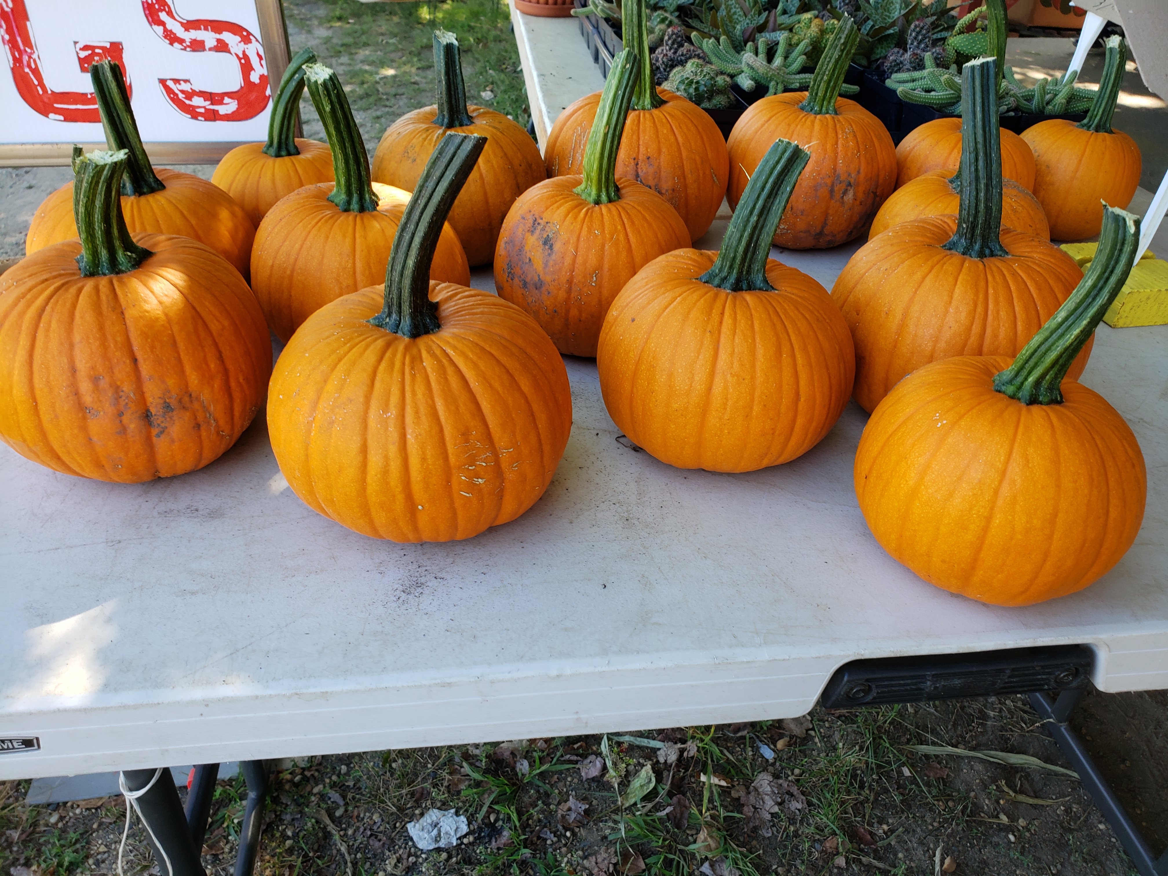Pumpkins