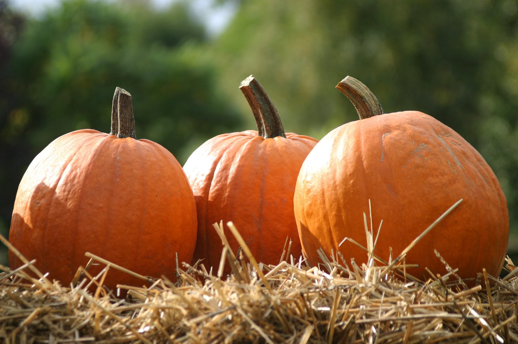 Pumpkins